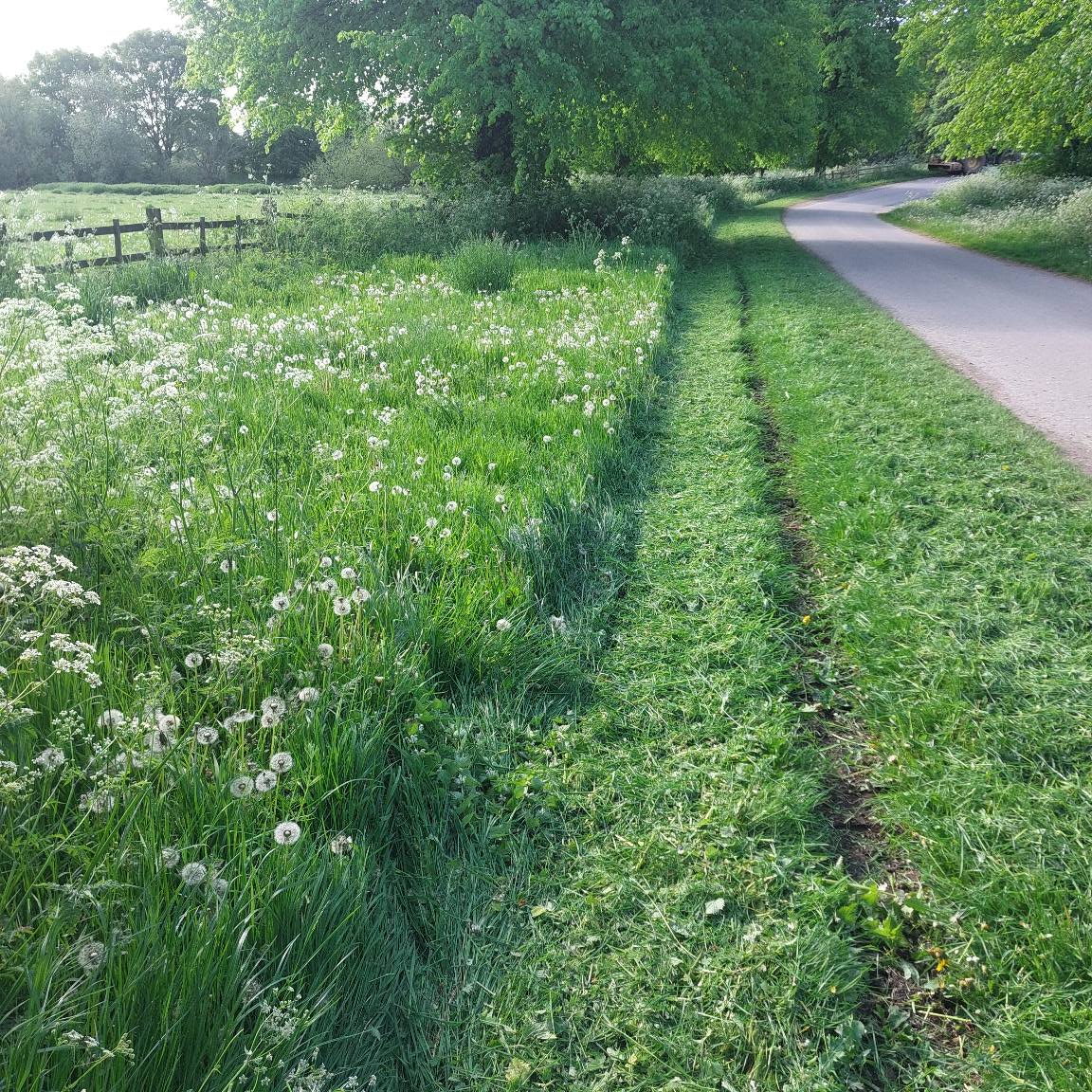 grass cutting