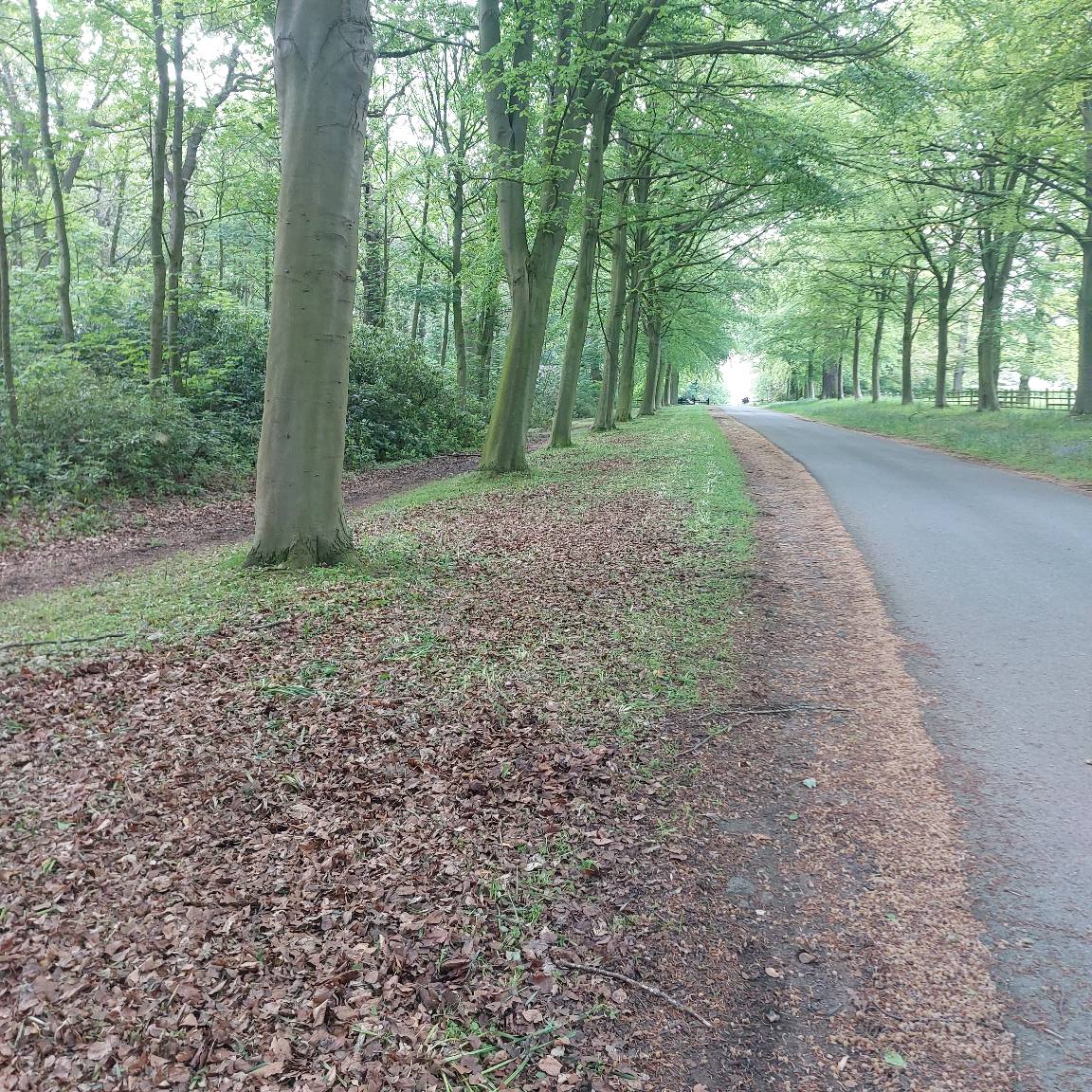 grass cutting
