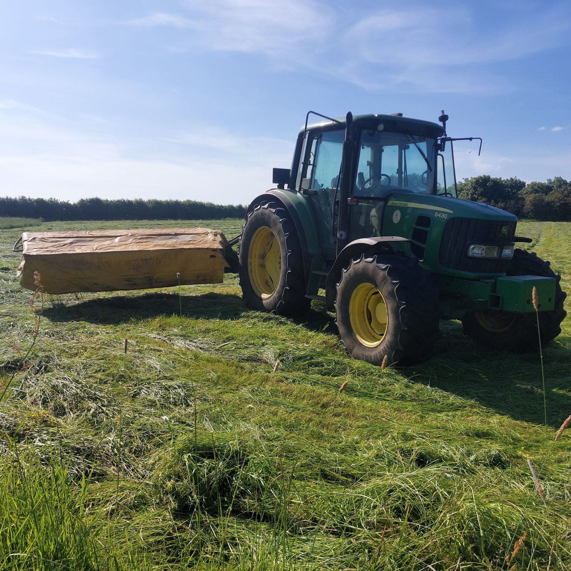 tree cutting